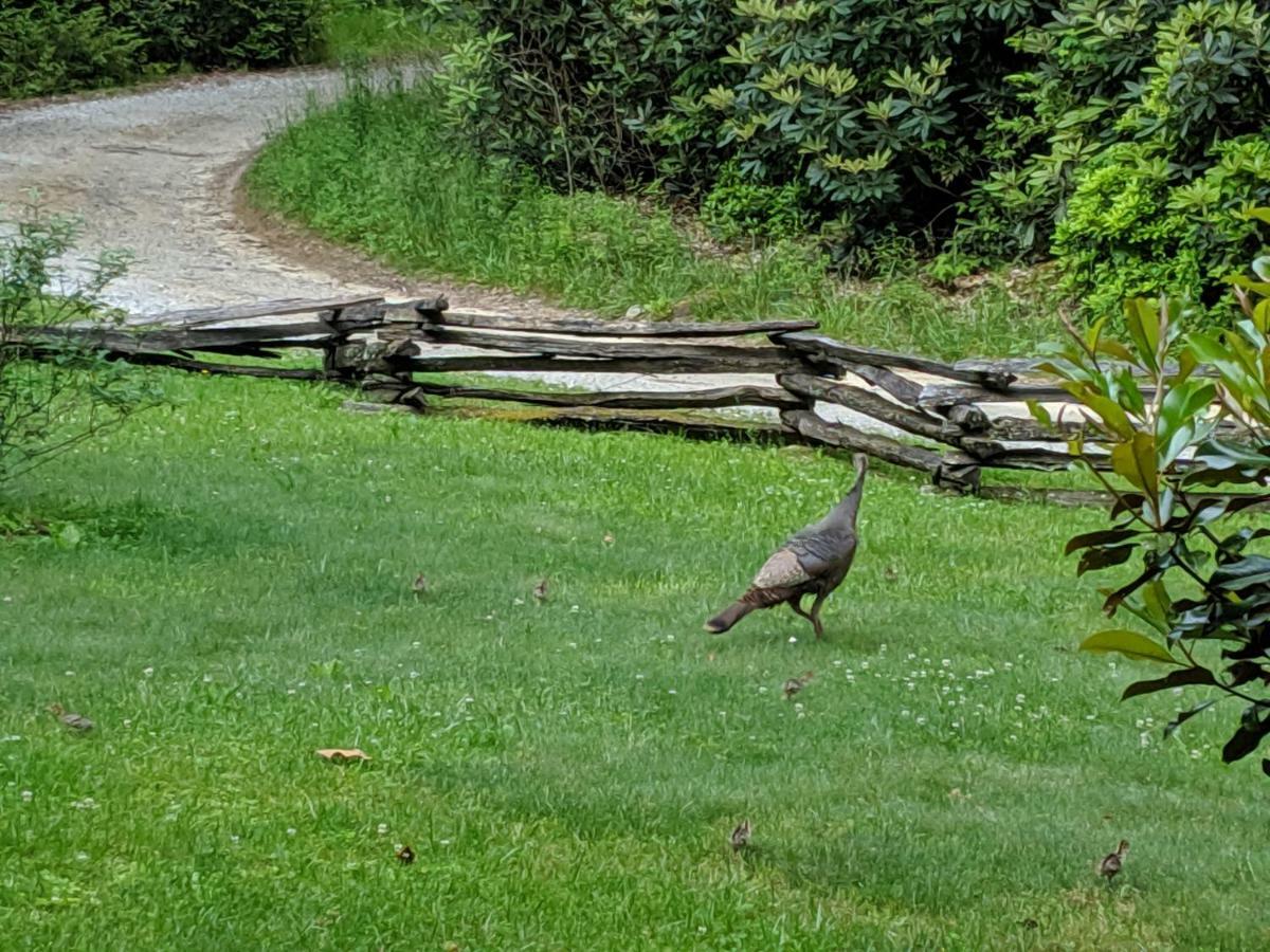 Buffalo Creek Bed And Breakfast Robbinsville Exteriör bild
